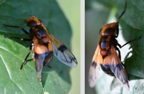 Volucella inflata